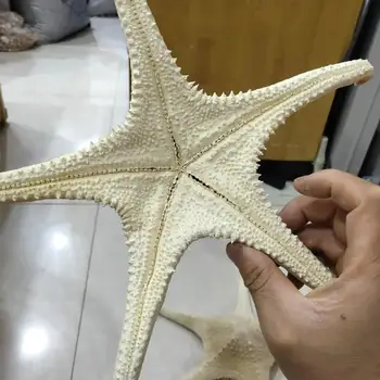 23-40cm fizinis apvalkalas, langų puošyba, jūros žvaigždė žvaigždė sea shell žvaigždė didelis seashell star jūros žvaigždė apdaila