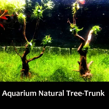 5 VNT. Akvariumo bonsai bosas medis