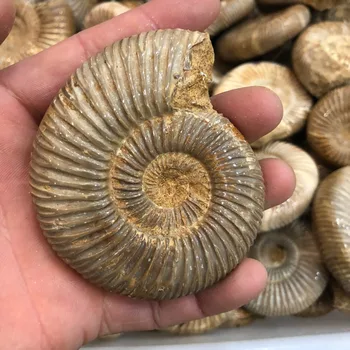 Ammonite fossilsAnmolyte jūros sraigė Madagaskaras originalus egzempliorius