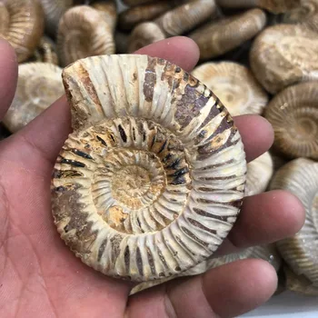 Ammonite fossilsAnmolyte jūros sraigė Madagaskaras originalus egzempliorius