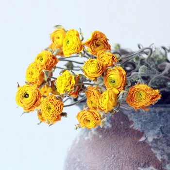 Aukštos Kokybės Gražus Šiaurės Stiliaus Ranunculus Asiaticus Džiovintų Gėlių 