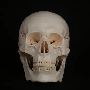 Gyvenimo Dydžio Žmogaus Galva Kaukolės Modelis Skeleto Medicinos Anatomijos Mokymo Reikmenys