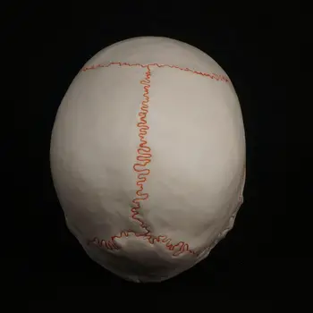 Gyvenimo Dydžio Žmogaus Galva Kaukolės Modelis Skeleto Medicinos Anatomijos Mokymo Reikmenys
