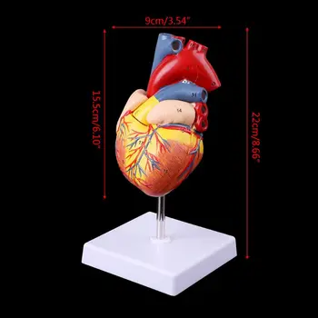 Išardyti Anatomines Žmogaus Širdies Modelis Anatomija Medicinos Mokymo Priemonė