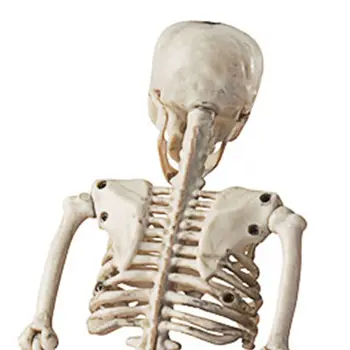 Ne didesnis kaip 36 cm Tikroviška Žmogaus Kaulai Helovinas Kaukolės Skeletas Apdailos Anatomijos Anatomijos Modelis Baisu Rekvizitai