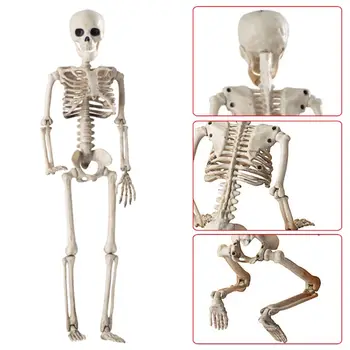 Ne didesnis kaip 36 cm Tikroviška Žmogaus Kaulai Helovinas Kaukolės Skeletas Apdailos Anatomijos Anatomijos Modelis Baisu Rekvizitai